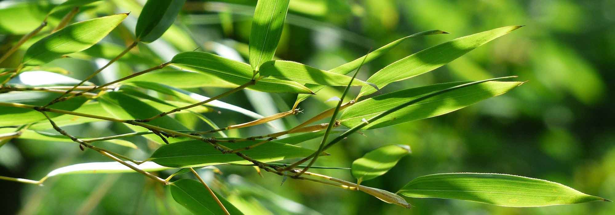 6 bambúes no rastreros