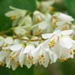 6 deucias de flores blancas