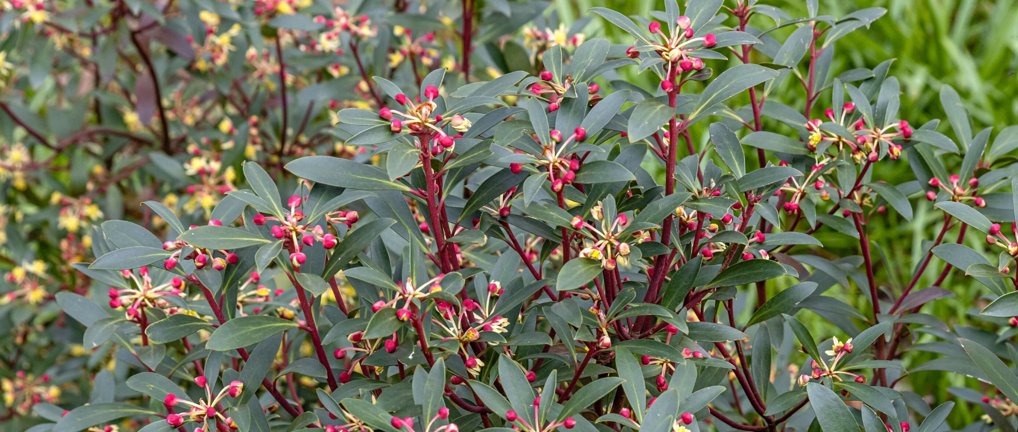 Drimys: plantar, cultivar y cuidar