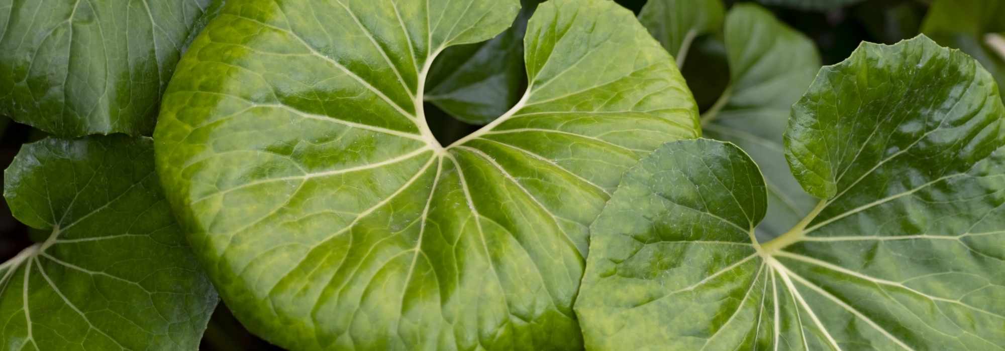 Cultivar Farfugium en macetas