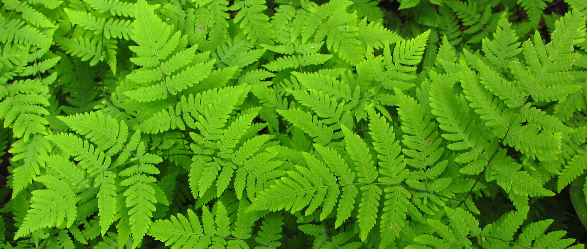 Gymnocarpium: plantar, cultivar y cuidar