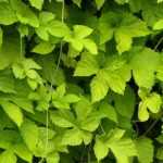 Cultivar lúpulo en macetas