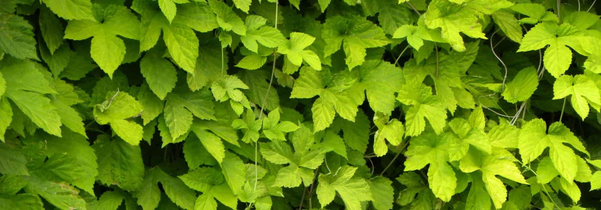 Cultivar lúpulo en macetas