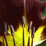 7 lirios de día para jardín exótico