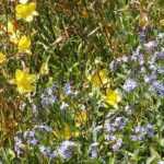 7 lirios de día para jardín naturalista