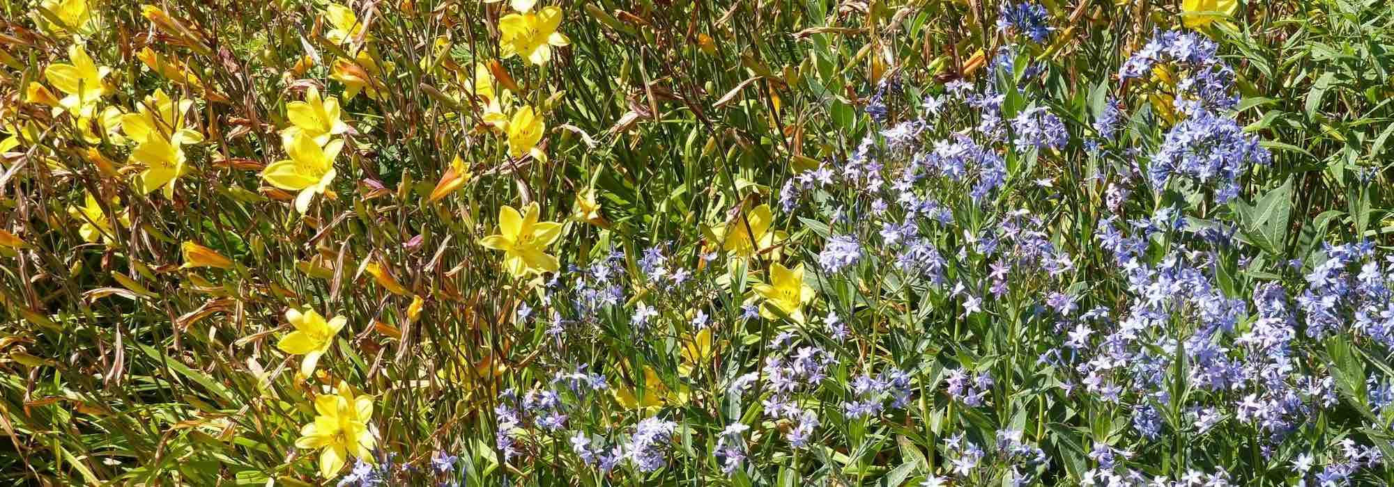 7 lirios de día para jardín naturalista