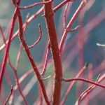 Jardín de invierno o winter garden