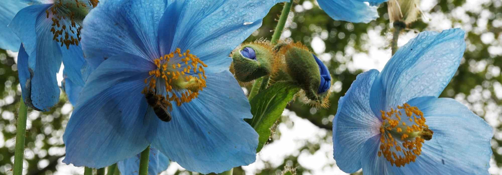 Meconopsis: cultivo, siembra y cuidados