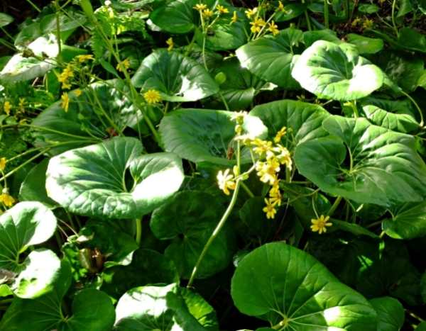 Multiplicar Farfugium