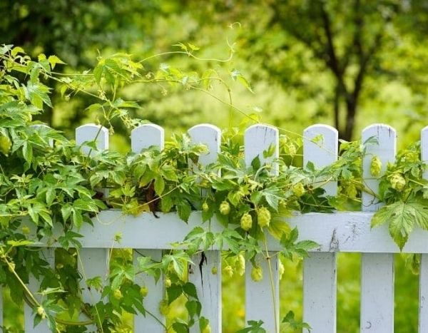 Poner en espaldera y rodrigar el lúpulo