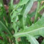 Rúcula: sembrar, cultivar y cosechar