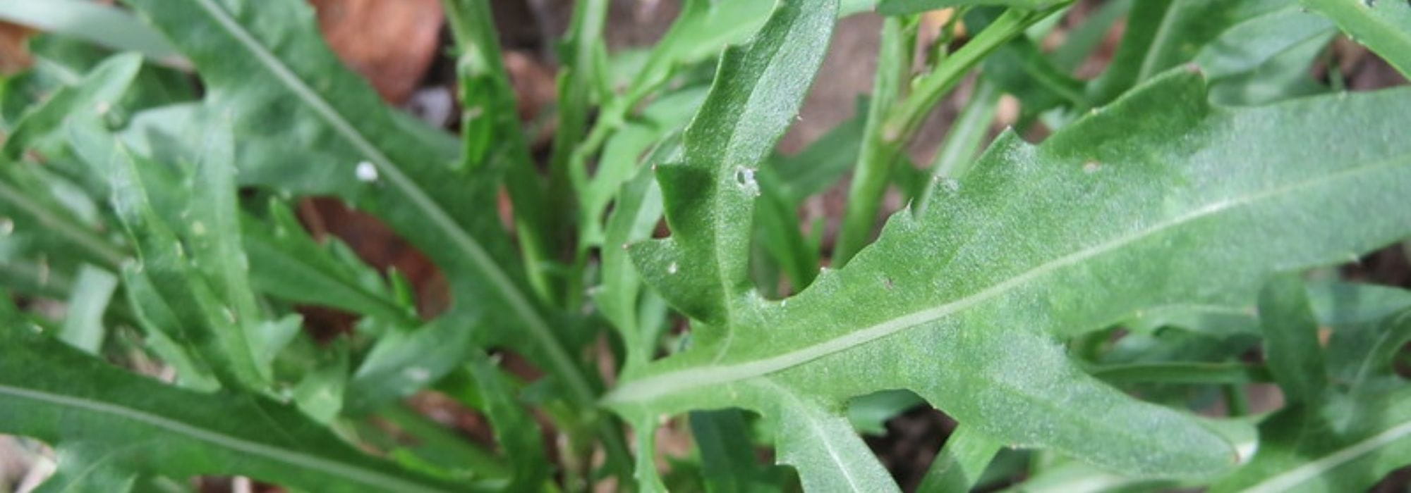 Rúcula: sembrar, cultivar y cosechar