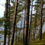 9 coníferas resistentes al viento