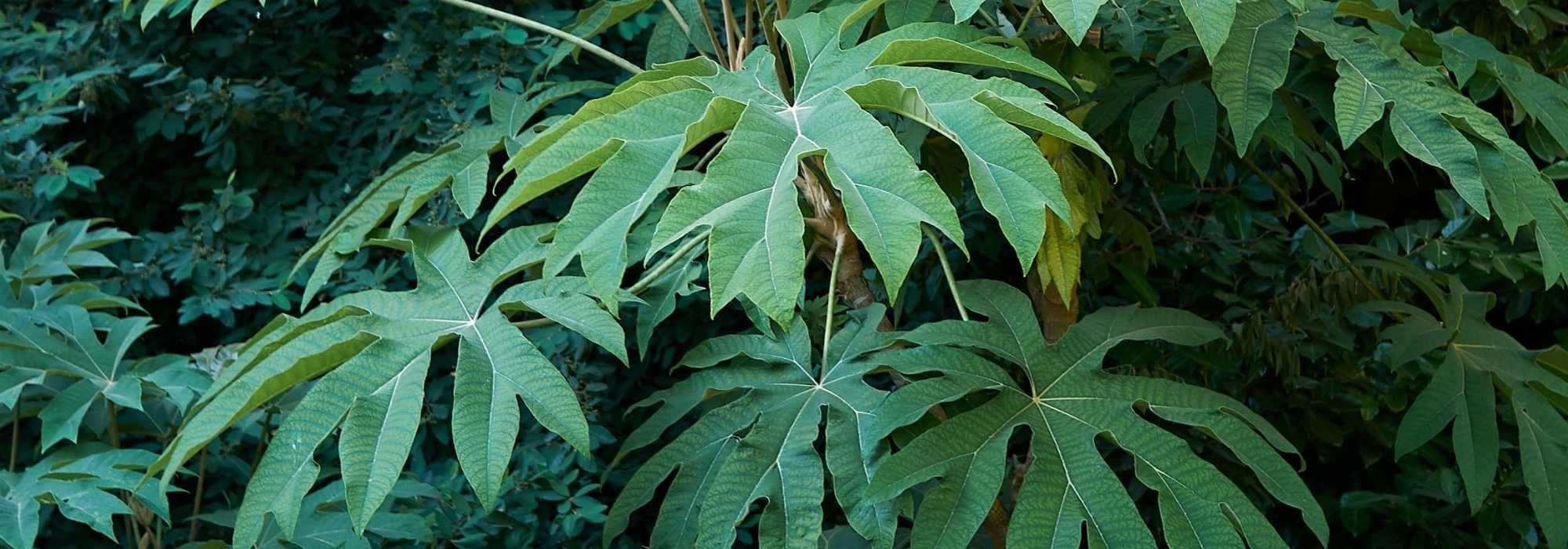Tetrapanax, planta papel arroz: plantación, cultivo, cuidados