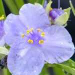 Tradescantia: las variedades más bellas