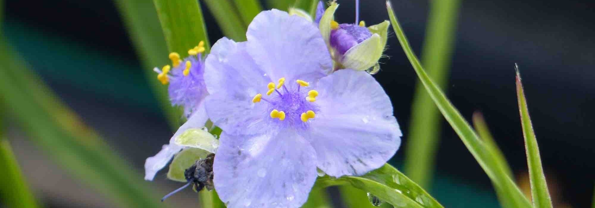 Tradescantia: las variedades más bellas
