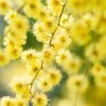 7 árboles para un jardín orientado al sur