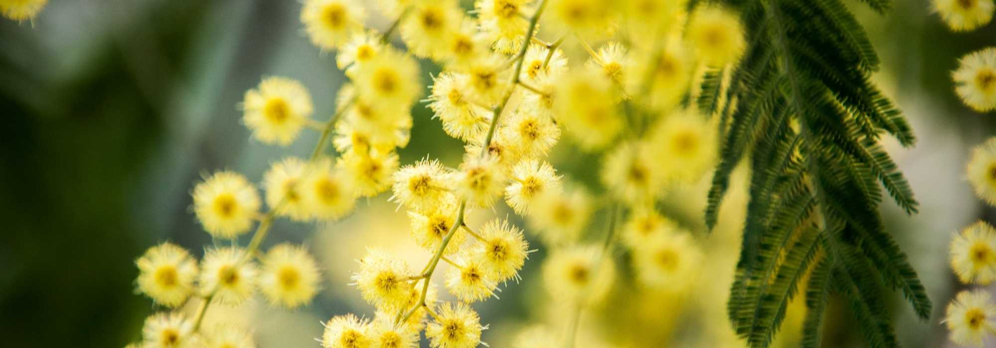 7 árboles para un jardín orientado al sur