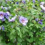 7 arbustos para un jardín orientado al sur