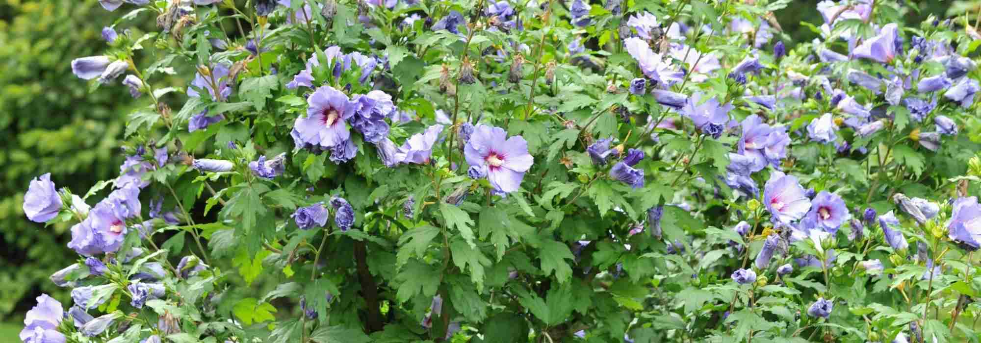 7 arbustos para un jardín orientado al sur