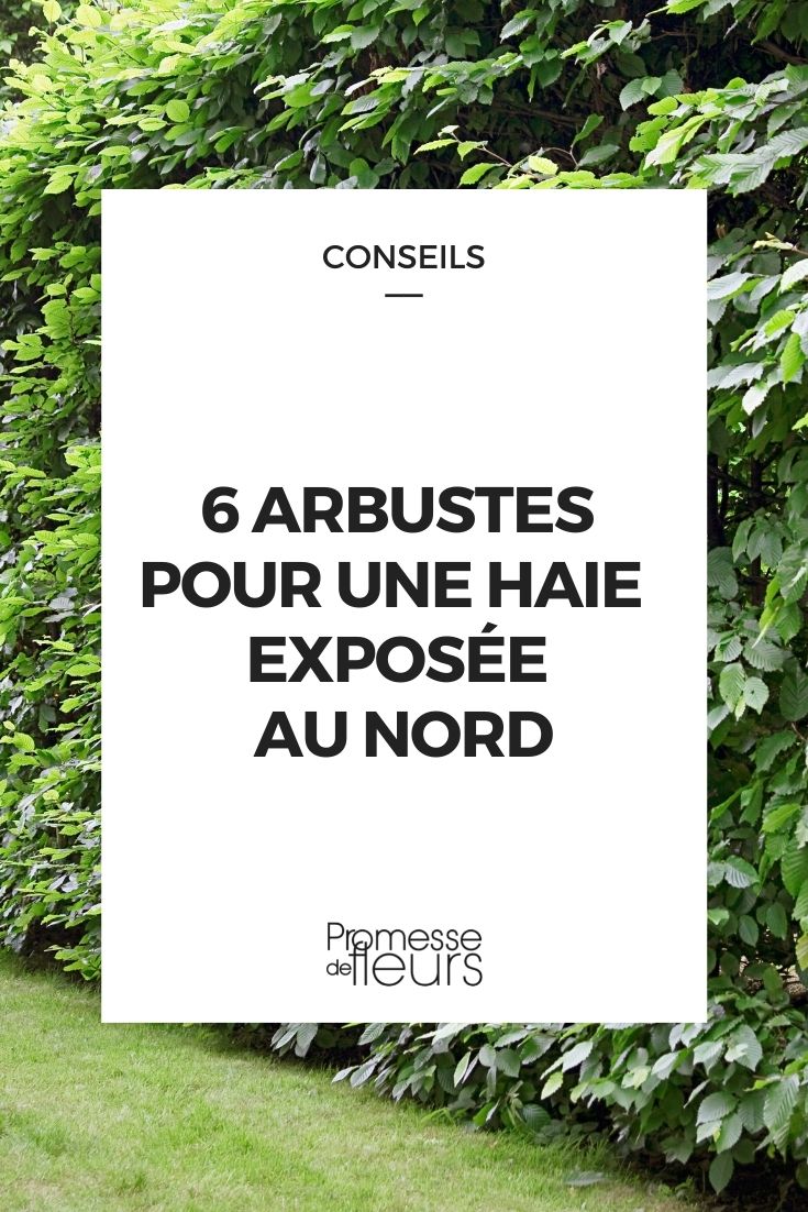 arbustos para setos en el norte