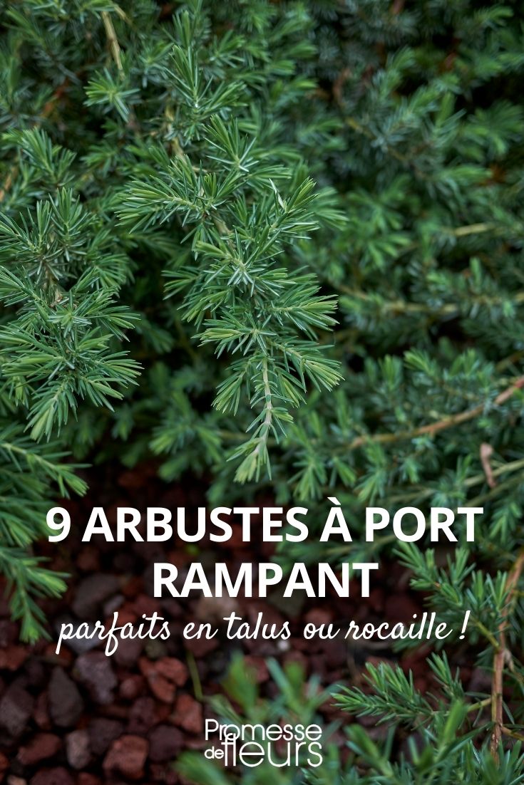 arbustos de porte rastrero