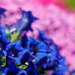 Asociar gencianas en el jardín