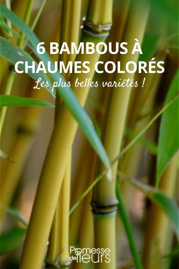 bambúes con cañas de colores