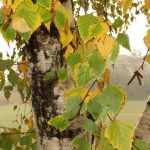 7 abedules sorprendentes por descubrir