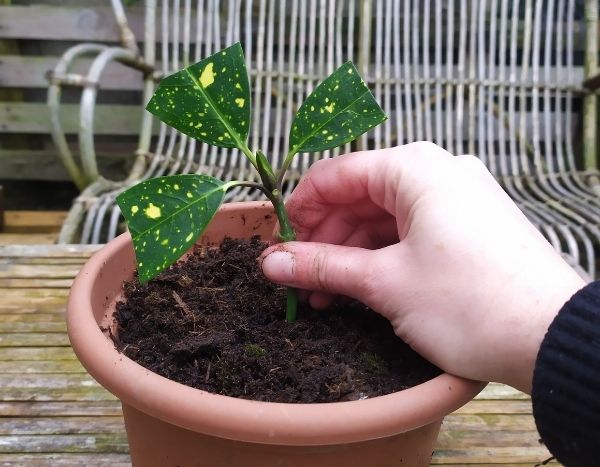 ¿Cómo hacer esquejes de aucuba?