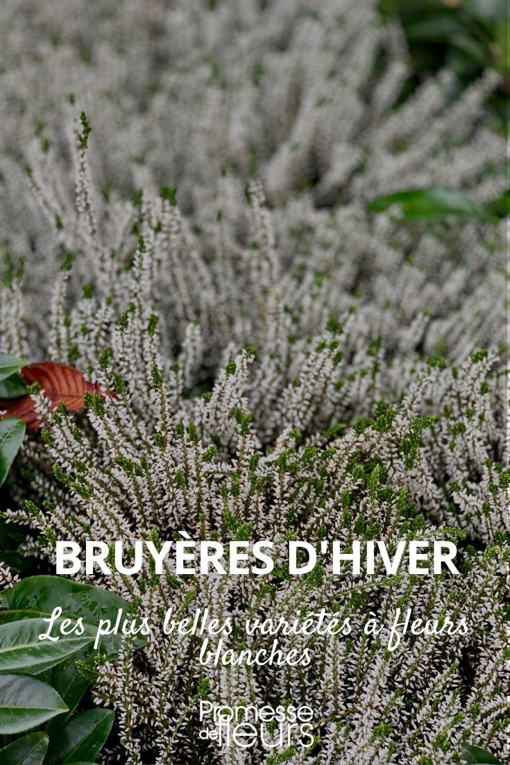 Brezo de invierno con flores blancas