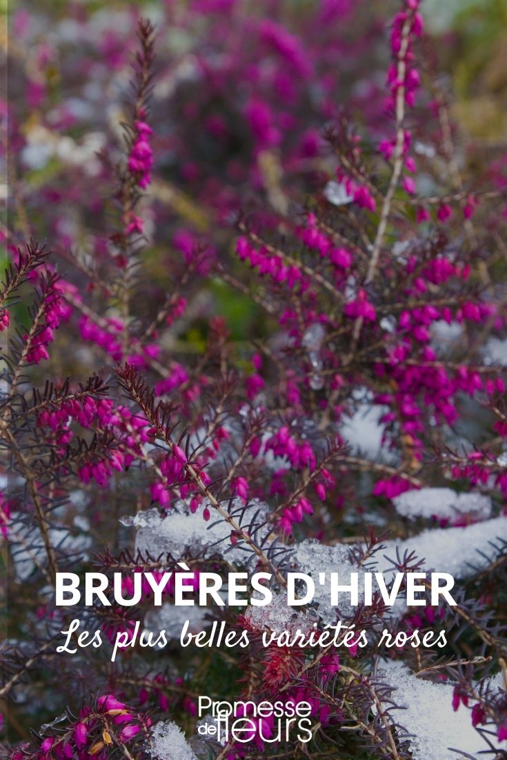 brezo de invierno rosas
