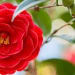6 camelias de flor roja