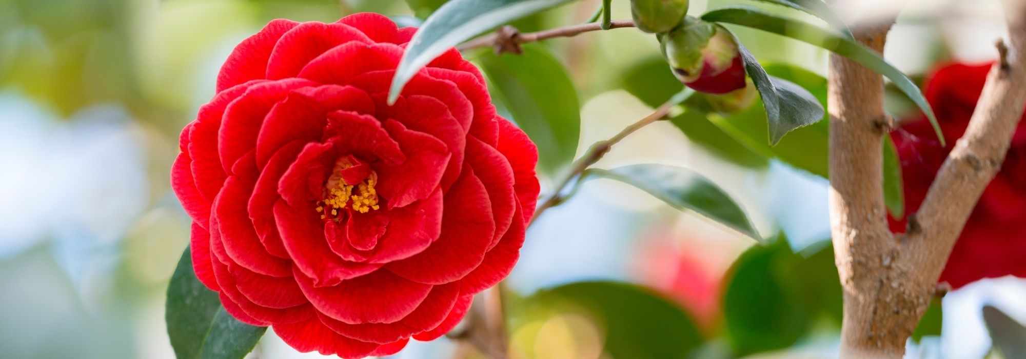 6 camelias de flor roja