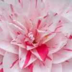 6 camelias con flores bicolores