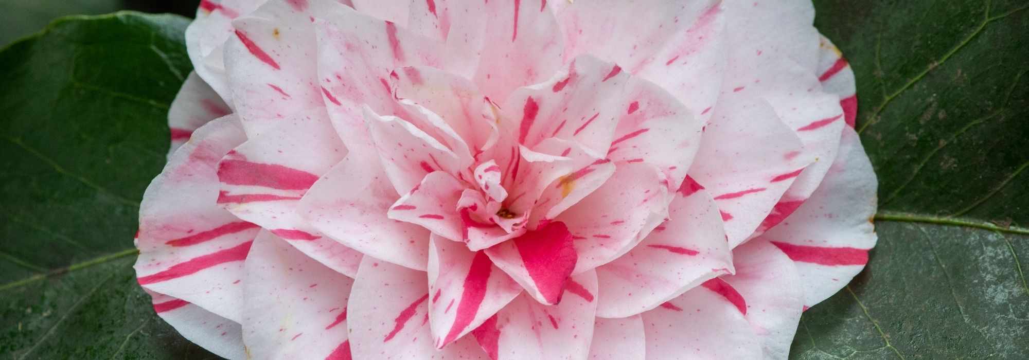 6 camelias con flores bicolores