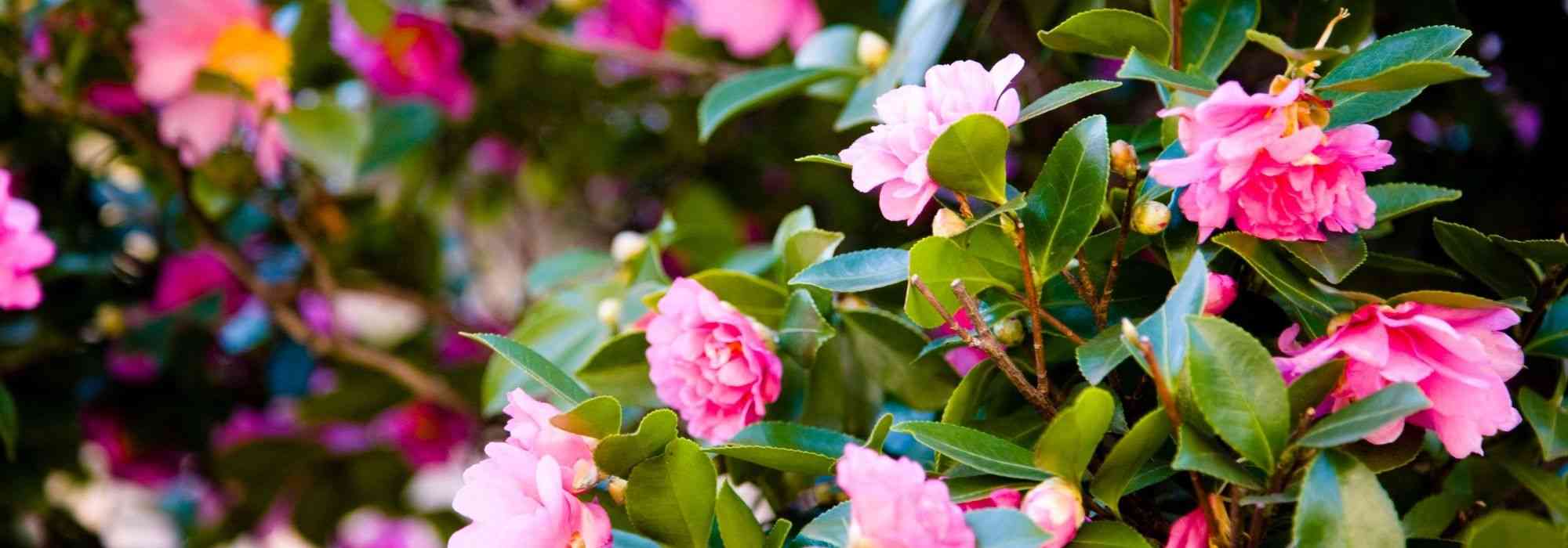 7 camelias de otoño rosas
