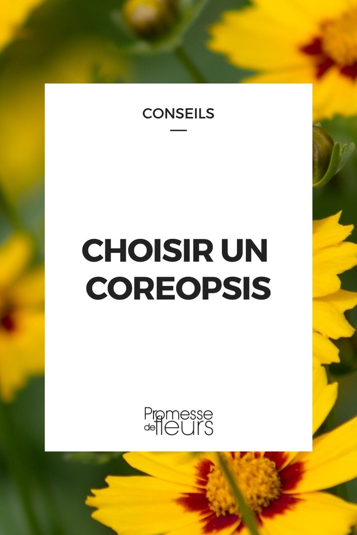 Elegir Coreopsis