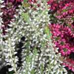 ¿Cómo elegir un brezo?