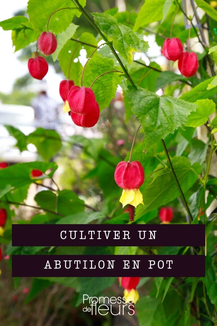 cultivar abutilón en maceta