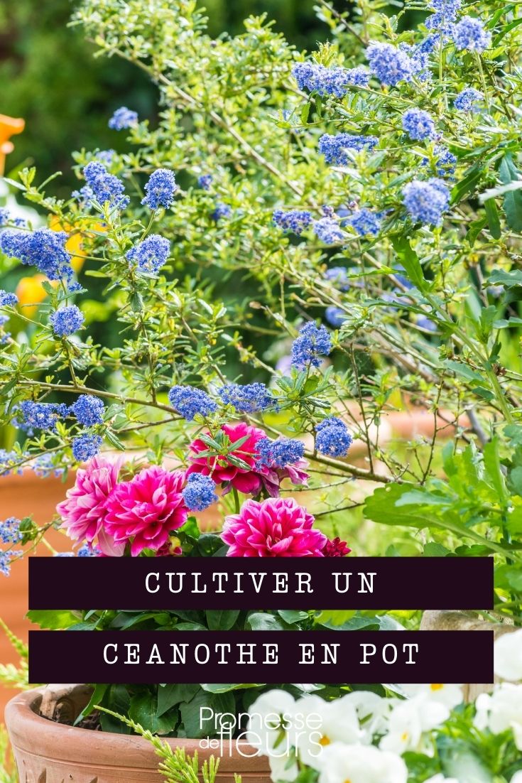 cultivar ceanoto en maceta
