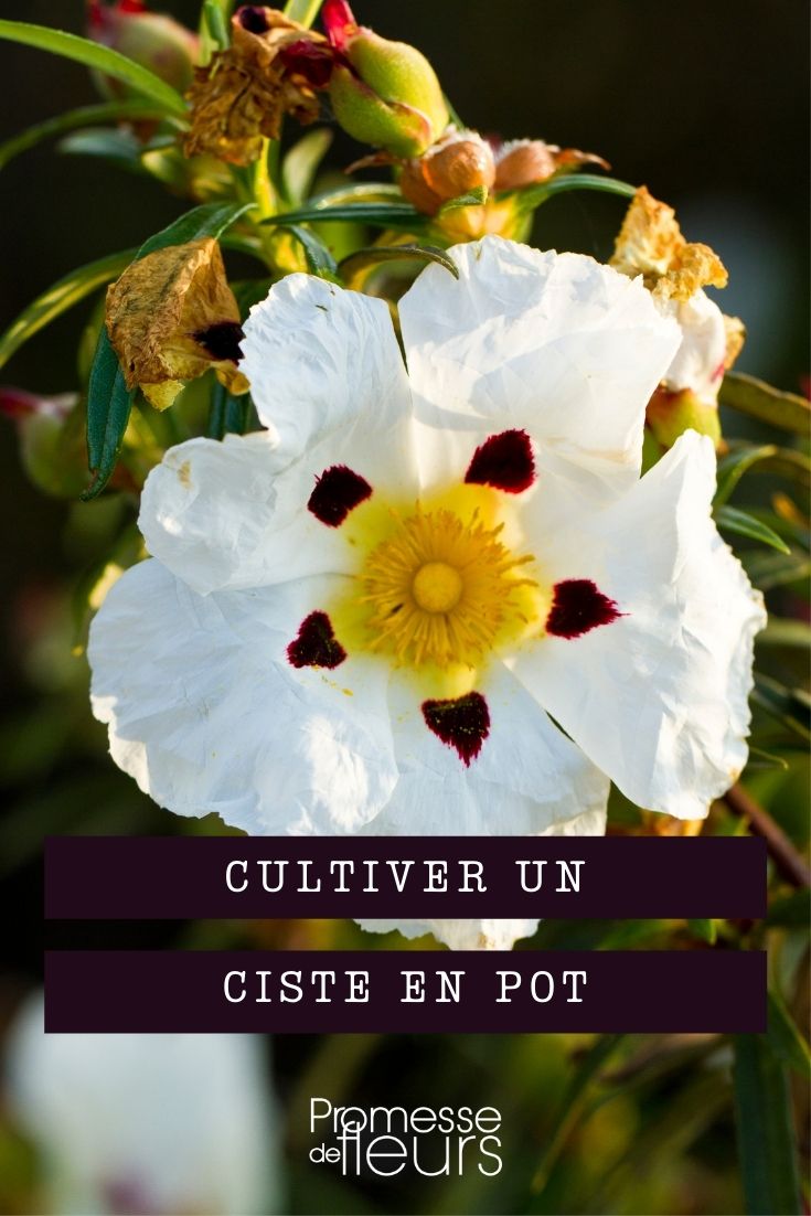 cultivar cistus en maceta