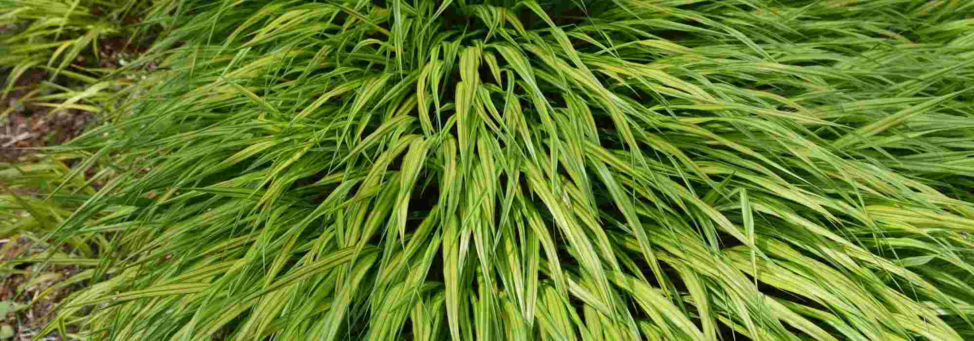 Cultivar Hakonechloa en macetas