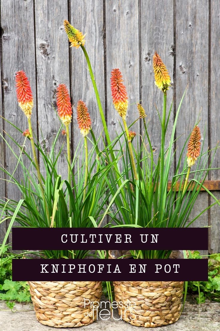 cultivar kniphofia en maceta