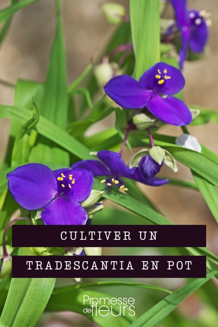 cultivar tradescantia en maceta