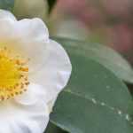 ¿Cómo cultivar una planta de té en macetas?