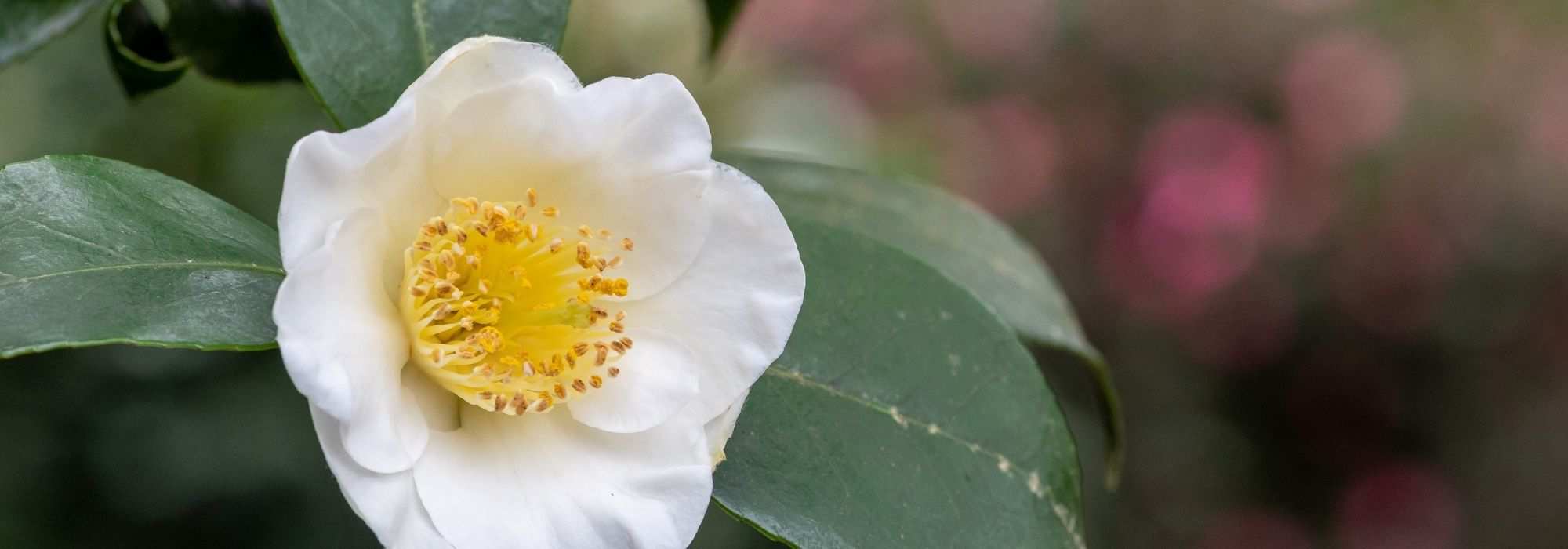 ¿Cómo cultivar una planta de té en macetas?