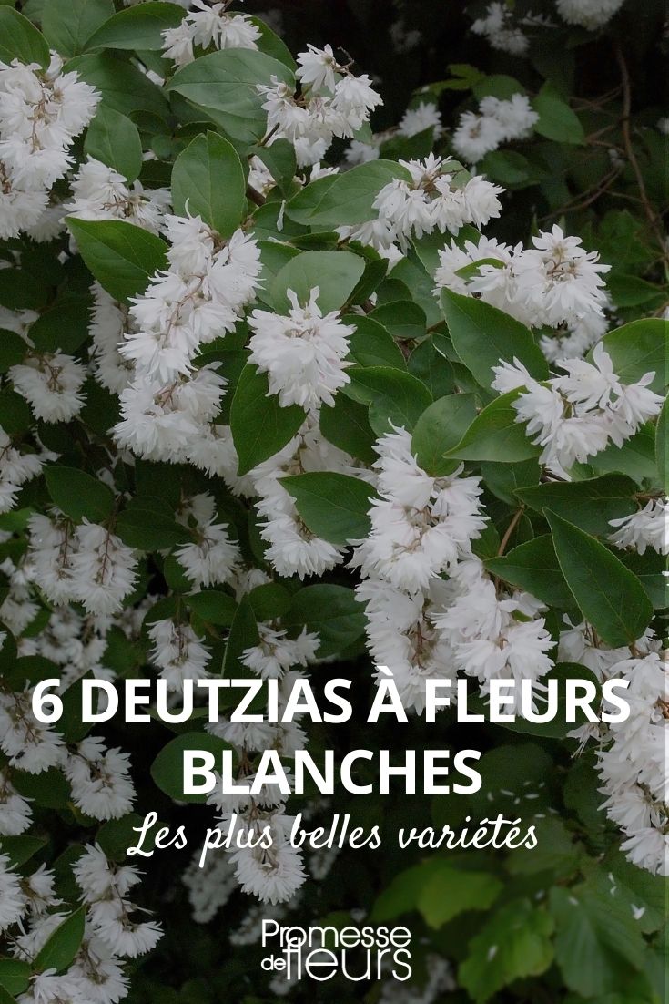 Deutzia blanco