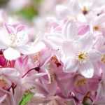 7 deucias con flores rosas