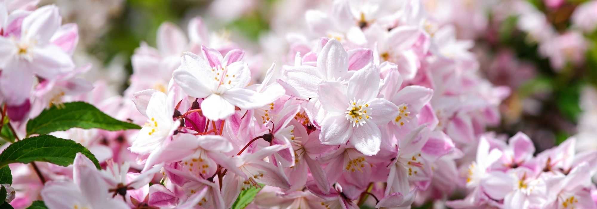 7 deucias con flores rosas